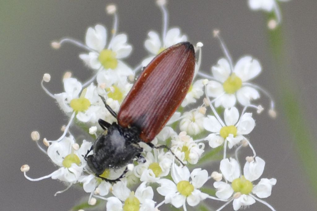 Anostirus zenii (Rosenhauer, 1856), Elateridae